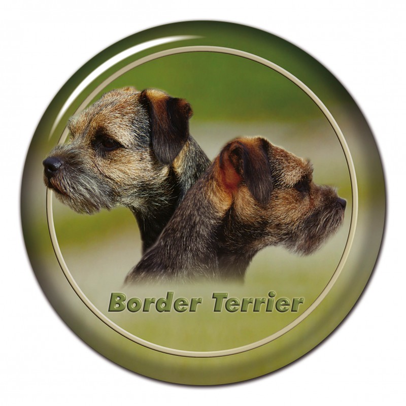 Border terrier