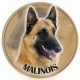 Belgischer Schäferhund - Malinois