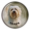 Havaneser