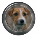 Jack Russell Terrier