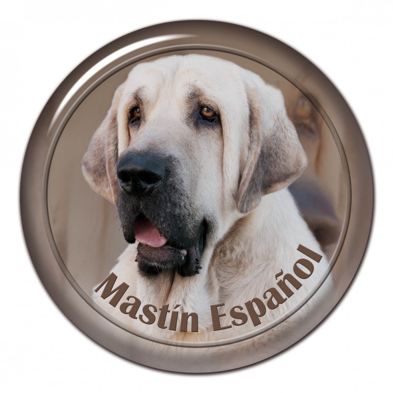 Mastín Espaňol
