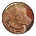 Nova Scotia Duck Tolling Retriever