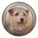 Norfolk Terrier
