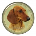 Dachshund