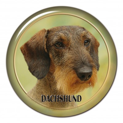 Dachshund