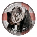 English Setter