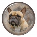 Französische Bulldogge