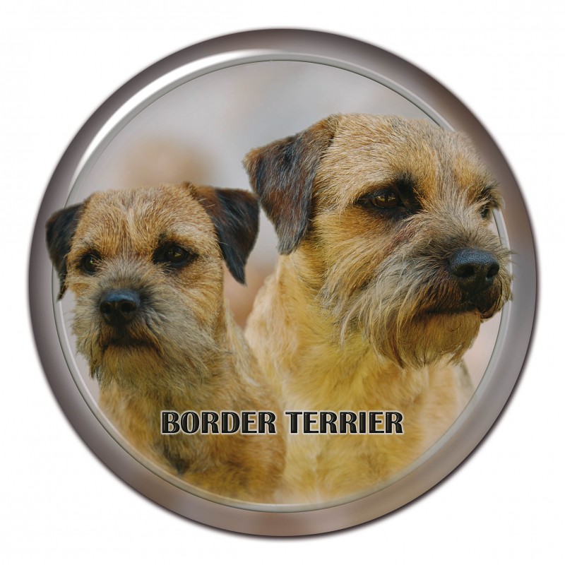 Border terrier