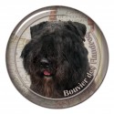 Bouvier des Flandres