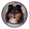 Shetland Sheepdog