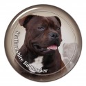 Staffordshire Bullterrier
