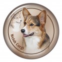 Welsh Corgi