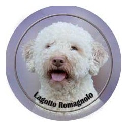 Lagotto romagnolo