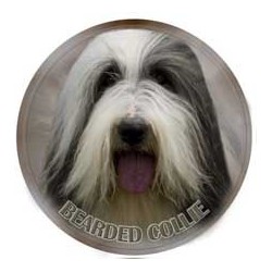  Bearded Collie