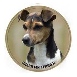 Brasilian Terrier