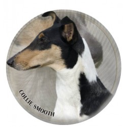 Collie Smooth 