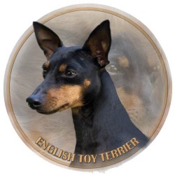  Toy Terrier