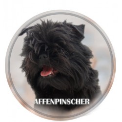 Affenpinscher