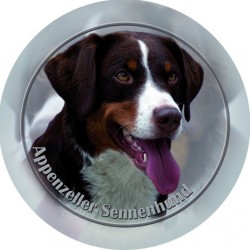 Appenzeller Sennenhund