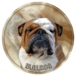 Bulldog