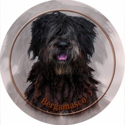 Bergamasco
