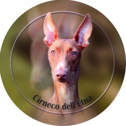 Cirneco dell Etna