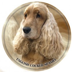 English Cocker Spaniel
