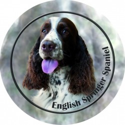 English Springer Spaniel