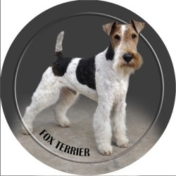 Fox Terrier