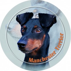 Manchester Terrier