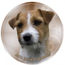 Jack Russell Terrier