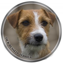 Jack Russell Terrier