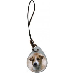 Jack Russell Terrier