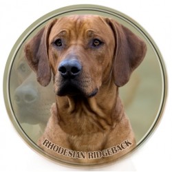 Rhodesian ridgeback