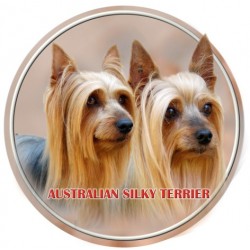 Australian Silky Terrier
