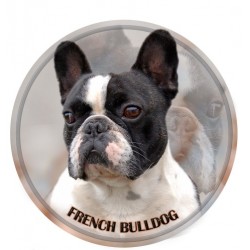 Französische Bulldogge