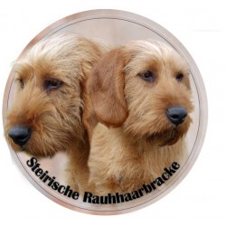 Steirische Rauhhaarbracke