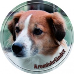Kromfohrländer