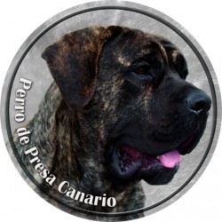 Perro de Presa Canario