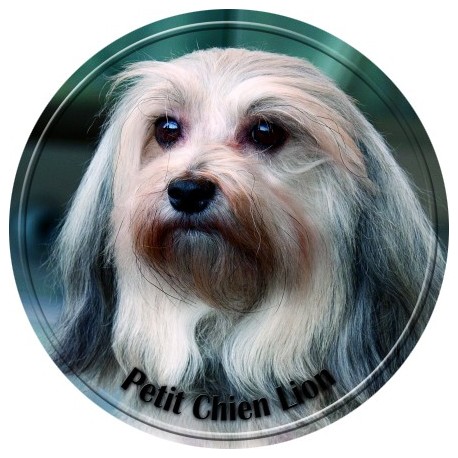 Petit chien lion Petit chien lion