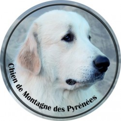 Chien de Montagne des Pyrénées