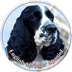 English Springer Spaniel