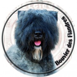 Bouvier des Flandres
