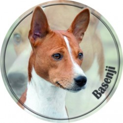 Basenji