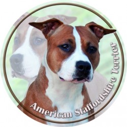 American Staffordshire Terrier