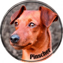 Pinscher