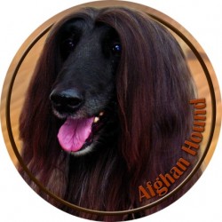 Afghan hound