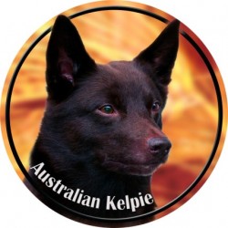 Australian Kelpie