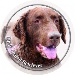 Curly Coated Retriever