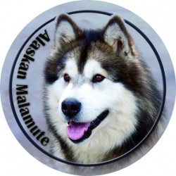 Alaskan Malamute
